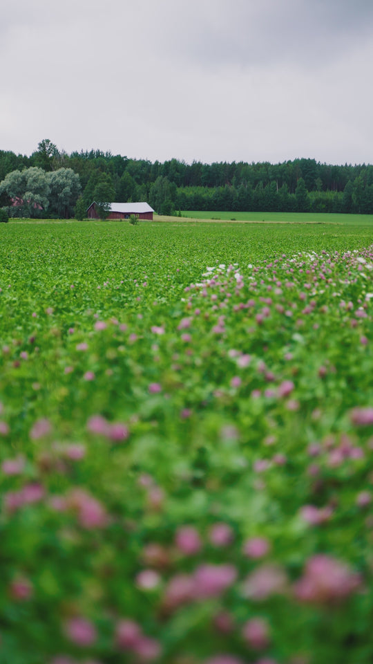 WÄINÖ suomalainen yrttitee UUTUUS